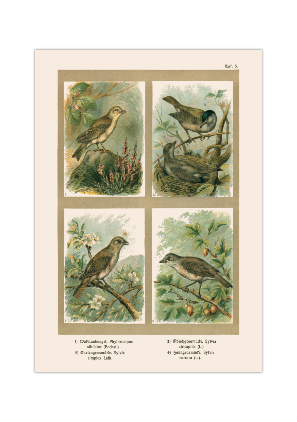 Poster im Stil einer antiken Naturkunde-Tafel mit vier detaillierten Vogel-Illustrationen in ihren Lebensräumen, inklusive deutscher und lateinischer Artennamen am unteren Bildrand.