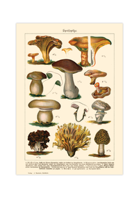 Dieses Vintage-Poster von genießbaren Pilzen ist eine gezeichnete von ca. 1900 und zeigt giftige, heimische Pilze.