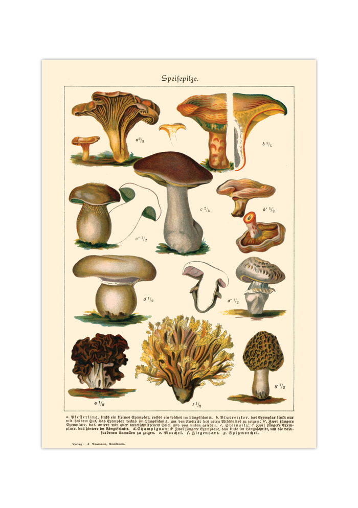 Dieses Vintage-Poster von genießbaren Pilzen ist eine gezeichnete von ca. 1900 und zeigt giftige, heimische Pilze.