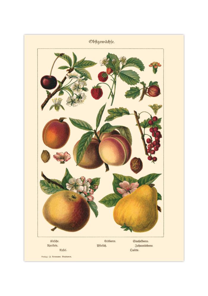Vintage botanisches Poster mit Illustrationen von Kirsche, Aprikose, Apfel, Pfirsich, Erdbeere, Stachelbeere, Johannisbeere und Quitte im Stil eines historischen Naturkundebuchs von 1900, hochwertiger Kunstdruck auf mattem Papier.
