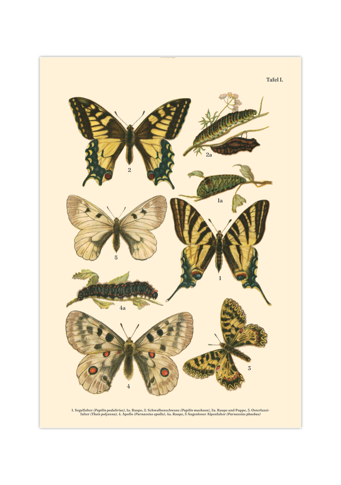 Vintage Schmetterlings-Poster (ca. 1900). Hochwertiger Druck auf 200g/qm Premium-Papier. Erhältlich in DIN A4 oder A3. Detailgetreue botanische Illustration mit Artbezeichnungen für Ihr Zuhause.