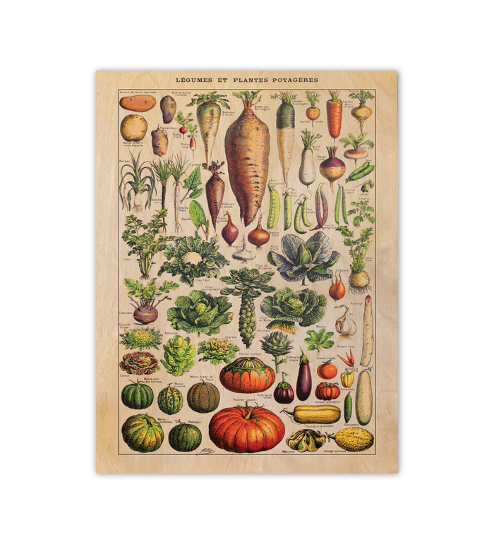 Vintage Küchenbild – Saisonales Gemüse | Botanische Illustration nach Adolphe Millot 30x40 cm auf 9mm Birkensperrholz