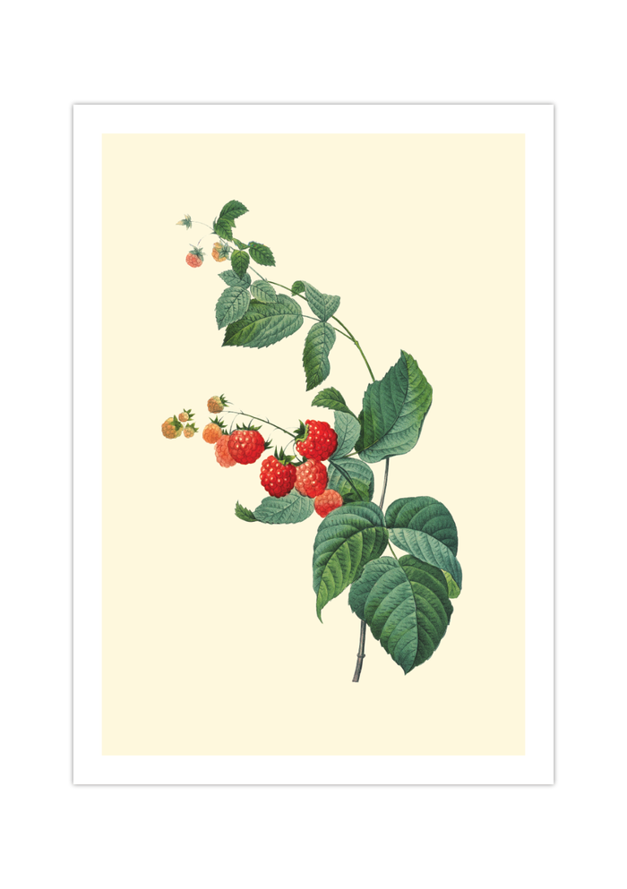 Dieses Poster zeigt eine Obst Zeichnung von Himbeeren im viktorianischen Stil. 