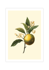 Dieses vintage Poster zeigt eine Obst Zeichnung einer Orange im viktorianischen Stil.