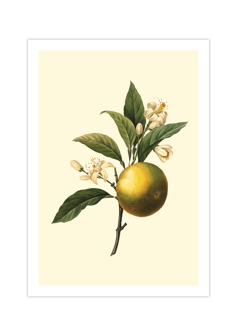 Dieses vintage Poster zeigt eine Obst Zeichnung einer Orange im viktorianischen Stil.