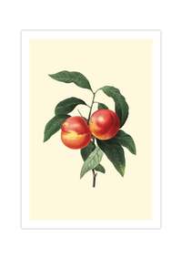 Vintage Poster Obst | Viktorianisches Bild Pfirsich