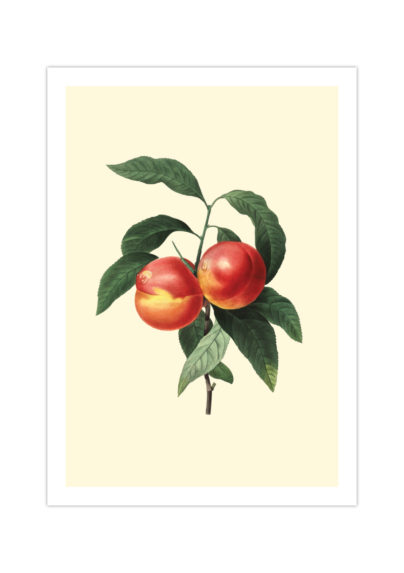 Vintage Poster Obst | Viktorianisches Bild Pfirsich