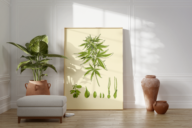Das Poster zeigt eine Cannabis oder Marihuana Pflanze. Die botanische Illustration zeigt die unterschiedlichen Stadien der Aufzucht.