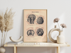 Das Poster eines menschlichen Hirns ist eine Vintage Lithographie aus Meyers Koversations-Lexikon aus dem Jahr 1890.