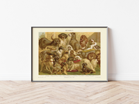 Das Poster von Hunden ist eine Vintage Lithographie aus Meyers Koversations-Lexikon aus dem Jahr 1890. 