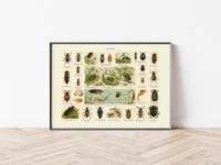 Das Poster von Käfern ist eine Vintage Lithographie aus Meyers Koversations-Lexikon aus dem Jahr 189
