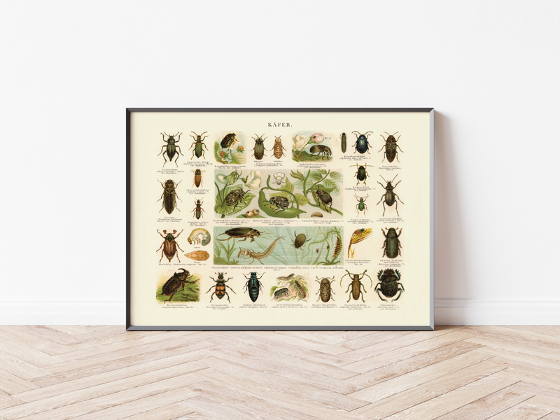Das Poster von Käfern ist eine Vintage Lithographie aus Meyers Koversations-Lexikon aus dem Jahr 189