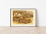 Das Poster von Kaninchen ist eine Vintage Lithographie aus Meyers Koversations-Lexikon aus dem Jahr 1890.