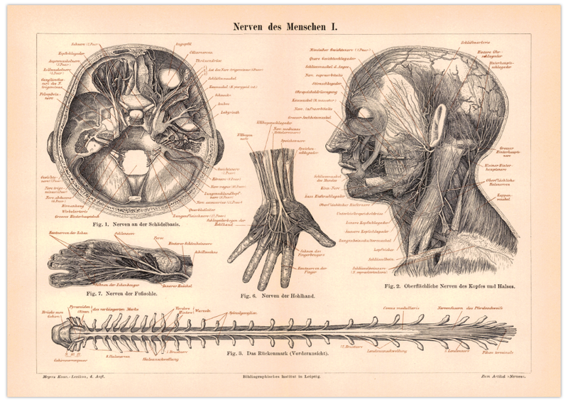 Das medizinische Poster der Nerven des Menschen ist eine Vintage Lithographie aus Meyers Koversations-Lexikon aus dem Jahr 1890.