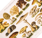Dieses Poster von genießbaren Pilzen ist eine gezeichnete Illustration/ Chromolithographie von 1896 des Bibliographischen Instituts in Leipzig. Das Bild zeigt die 12 häufigsten, heimischen Pilzarten die genießbar sind. Mit deutschem und lateinischen Namen. 