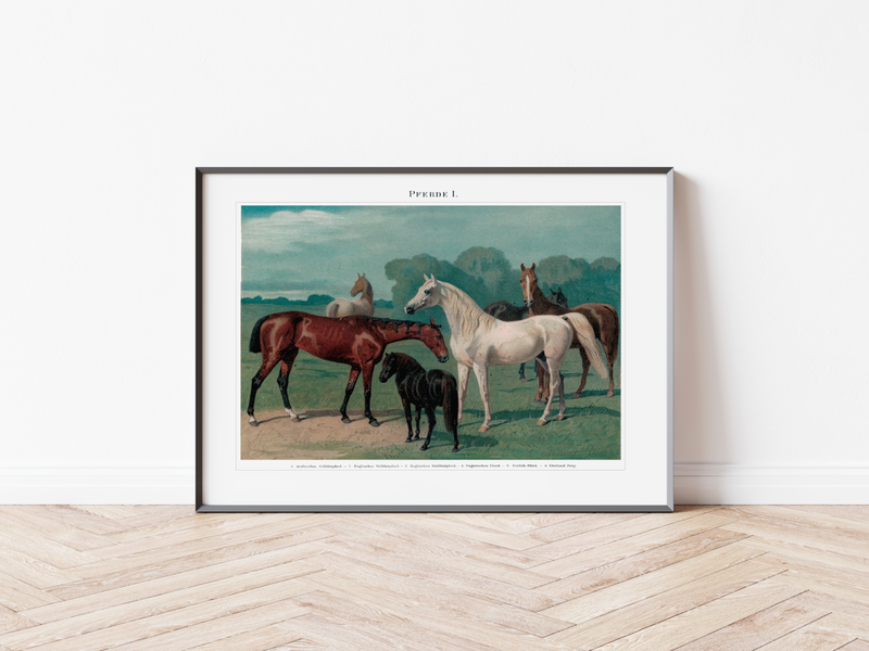 Das Poster von Pferden ist eine Vintage Lithographie aus Meyers Koversations-Lexikon aus dem Jahr 1890.