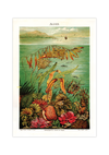 Das Poster von Algen ist eine Vintage Lithographie aus Meyers Koversations-Lexikon aus dem Jahr 1890 im viktorianischen Stil.
