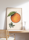 Das Poster zeigt eine im Vintage Stil gehaltene Orange, inklusive der Orangenblüte. Das Poster passt perfekt in die Küche oder in das Esszimmer, passt aber auch in jeden anderen Raum.