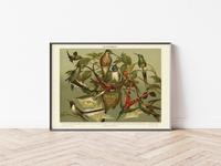 Das Poster von Vögeln (Kolibris) ist eine Vintage Lithographie aus Meyers Koversations-Lexikon aus dem Jahr 1890. 