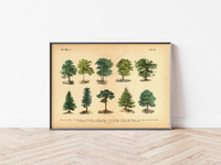 Wald Poster | Vintage Botanik Illustration 1 Bäume
