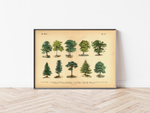 Wald Poster Bäume | Vintage Botanik Illustration 1