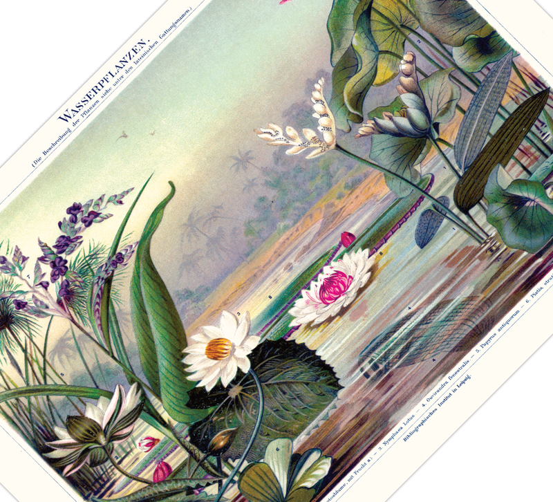 Das antike Poster verschiedener Wasserpflanzen Arten ist eine Vintage Lithographie aus Meyers Koversations-Lexikon aus dem Jahr 1890. 