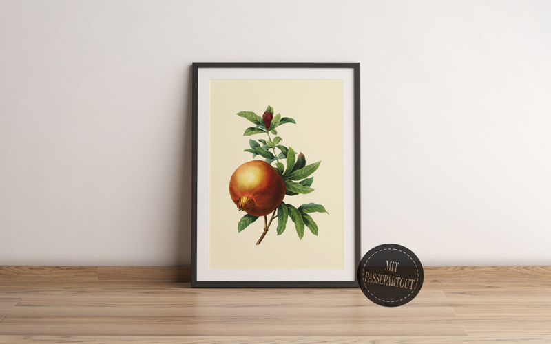 Dieses Poster zeigt eine vintage Obst Zeichnung eines Granatapfels im viktorianischen Still.
