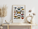 Schmetterlinge Poster | Illustration Schmetterlingsarten