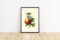 Dieses Poster zeigt eine vintage Obst Zeichnung eines Granatapfels im viktorianischen Still.