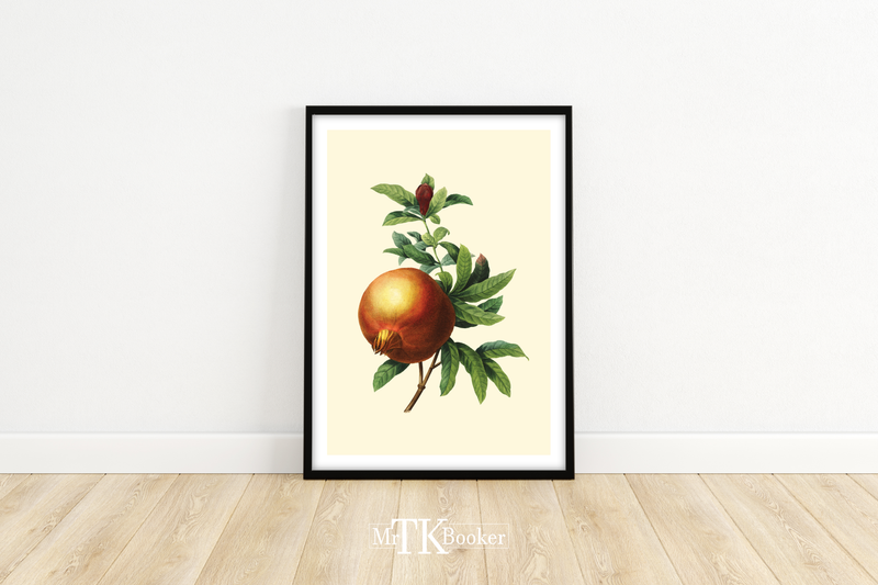 Dieses Poster zeigt eine vintage Obst Zeichnung eines Granatapfels im viktorianischen Still.