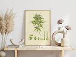 Das Poster zeigt eine Cannabis oder Marihuana Pflanze. Die botanische Illustration zeigt die unterschiedlichen Stadien der Aufzucht.