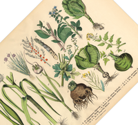 Dieses vintage Lithographie Poster von Pflanzen aus dem Garten ist die zweite Illustration aus dem Lehrbuch der praktischen Pflanzenkunde in Wort und Bild von 1886. 