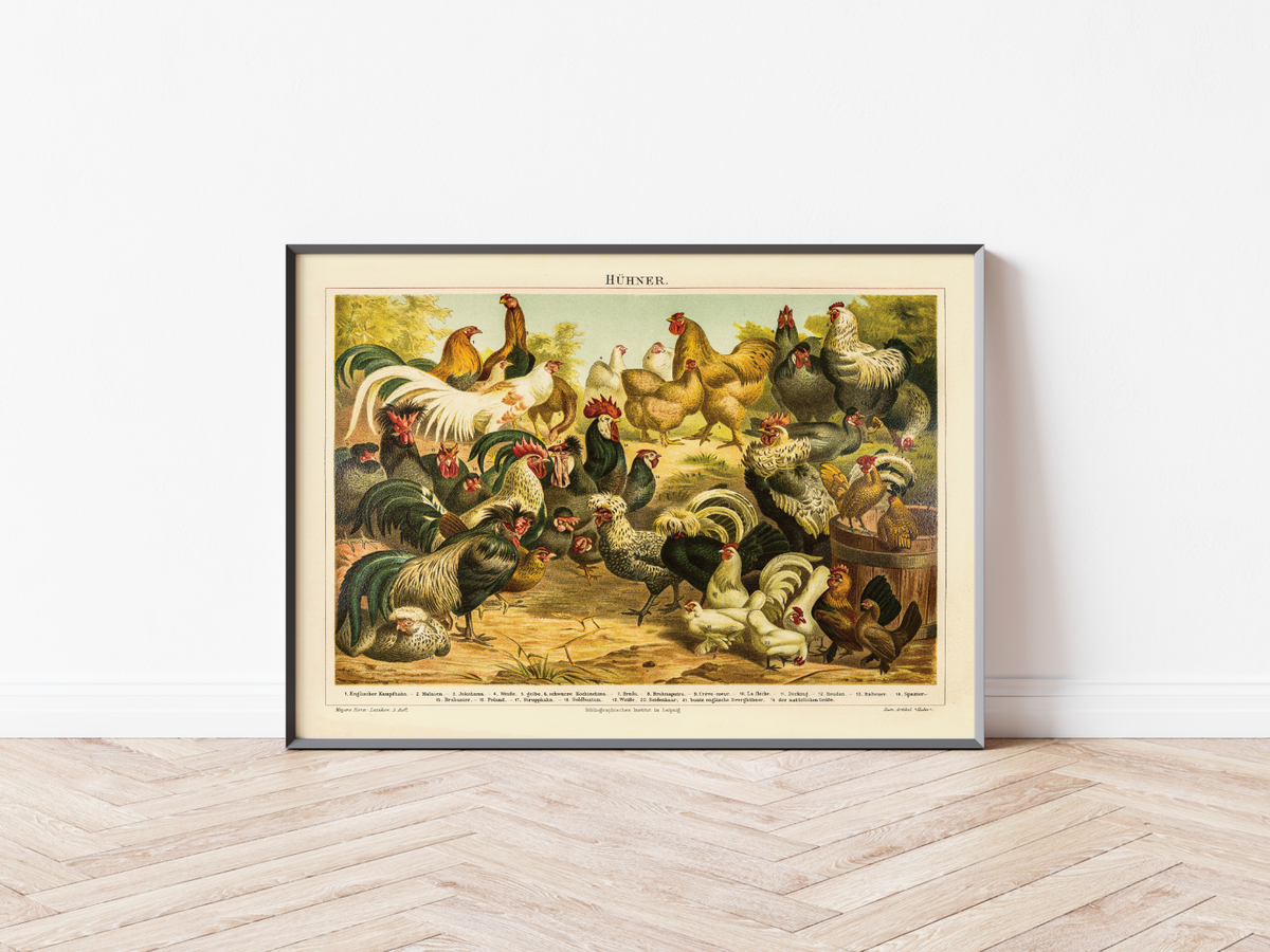 Dieses vintage Lithographie Poster von Hühner auf einem Hof ist eine Illustration/ Chromolithographie von 1906 des Bibliographischen Instituts in Leipzig. 