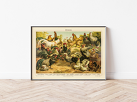 Dieses vintage Lithographie Poster von Hühner auf einem Hof ist eine Illustration/ Chromolithographie von 1906 des Bibliographischen Instituts in Leipzig. 