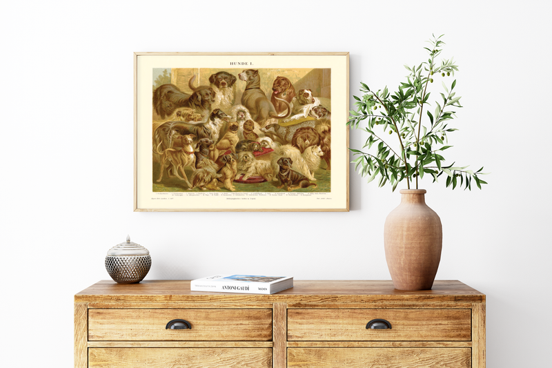 Das Poster von Hunden ist eine Vintage Lithographie aus Meyers Koversations-Lexikon aus dem Jahr 1890. 