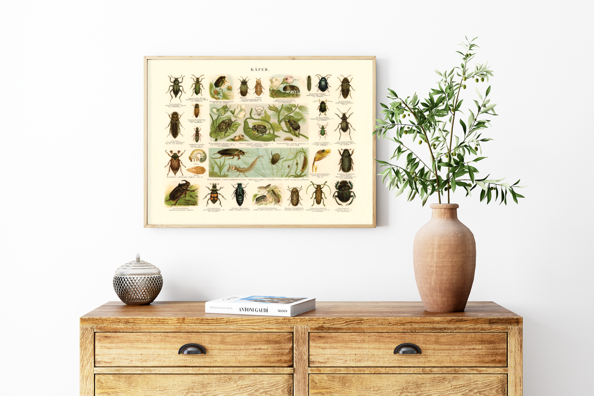 Das Poster von Käfern ist eine Vintage Lithographie aus Meyers Koversations-Lexikon aus dem Jahr 189