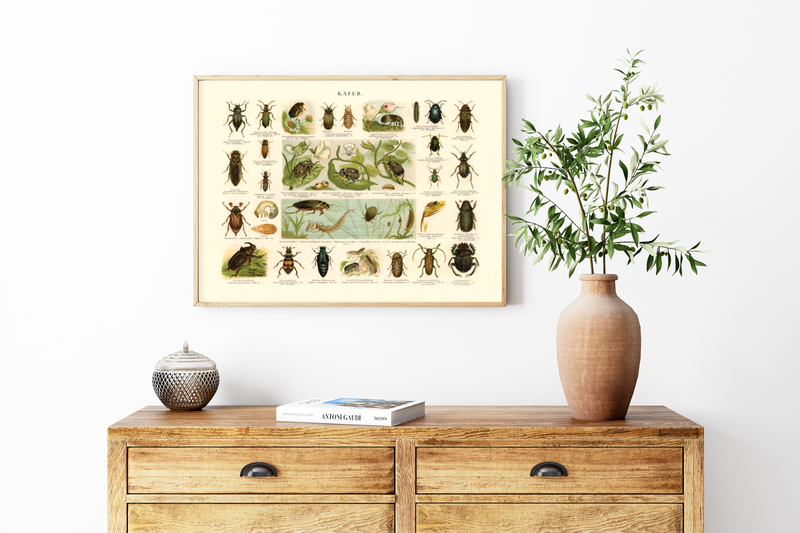 Das Poster von Käfern ist eine Vintage Lithographie aus Meyers Koversations-Lexikon aus dem Jahr 189