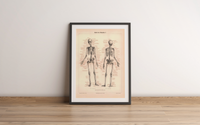 Das Poster eines menschlichen Skeletts ist eine Vintage Lithographie aus Meyers Koversations-Lexikon aus dem Jahr 1890.