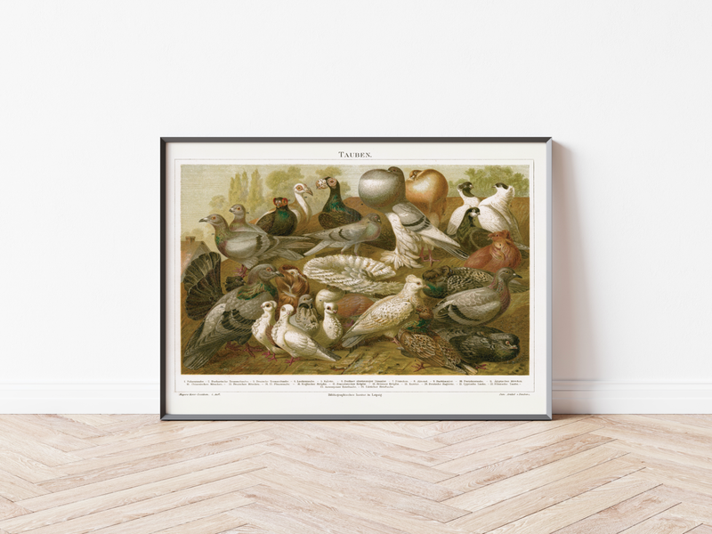 Das Poster von Tauben ist eine Vintage Lithographie aus Meyers Koversations-Lexikon aus dem Jahr 1890. 