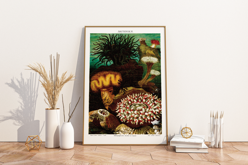 Das Poster von Aktinien, auch Seeanemonen oder Seerosen genannt, ist eine Vintage Lithographie aus Meyers Koversations-Lexikon aus dem Jahr 1890 im viktorianischen Stil.