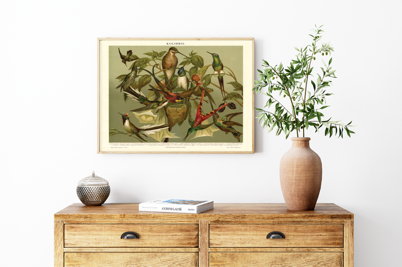 Das Poster von Vögeln (Kolibris) ist eine Vintage Lithographie aus Meyers Koversations-Lexikon aus dem Jahr 1890. 