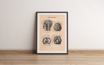 Das Poster eines menschlichen Hirns ist eine Vintage Lithographie aus Meyers Koversations-Lexikon aus dem Jahr 1890.