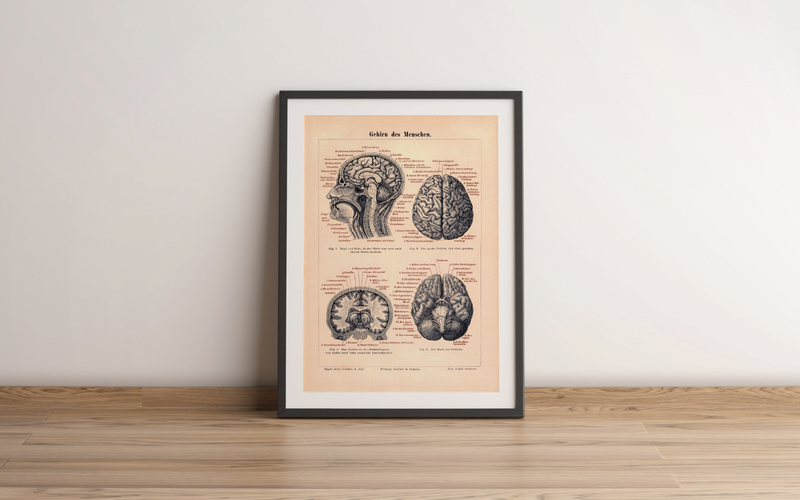 Das Poster eines menschlichen Hirns ist eine Vintage Lithographie aus Meyers Koversations-Lexikon aus dem Jahr 1890.