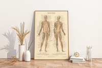 Das medizinische Poster der Muskeln des Menschen ist eine Vintage Lithographie aus Meyers Koversations-Lexikon aus dem Jahr 1890. 