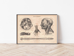 Das medizinische Poster der Nerven des Menschen ist eine Vintage Lithographie aus Meyers Koversations-Lexikon aus dem Jahr 1890.