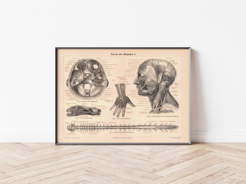 Das medizinische Poster der Nerven des Menschen ist eine Vintage Lithographie aus Meyers Koversations-Lexikon aus dem Jahr 1890.