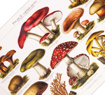 Dieses Poster von giftigen Pilzen ist eine gezeichnete Illustration/ Chromolithographie von 1896 des Bibliographischen Instituts in Leipzig. Das Bild zeigt die 12 häufigsten, heimischen Pilzarten die giftig sind. Mit deutschem und lateinischen Namen.