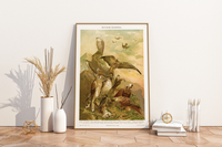 Das Poster von deutschen Raubvögeln ist eine Vintage Lithographie aus Meyers Koversations-Lexikon aus dem Jahr 1890. 