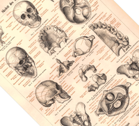 Das Poster eines menschlichen Skeletts ist eine Vintage Lithographie aus Meyers Koversations-Lexikon aus dem Jahr 1890.