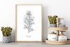 Dieses Poster zeigt dir eine vintage Illustration einer Stechginster Pflanze in Schwarz und Weiß. 
